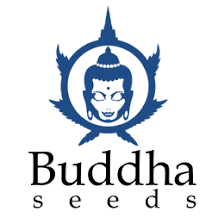 Logo-Buddha-Seeds