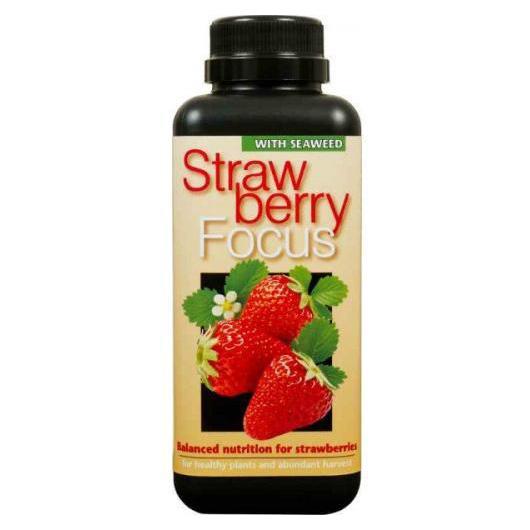 Strawberry-Focus-1l